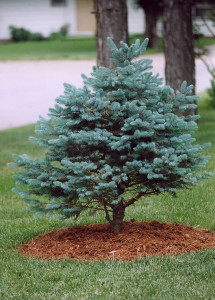 blue_spruce2