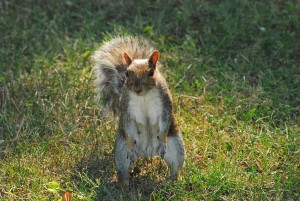 angry squirrel