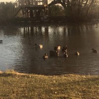 ducks on pond