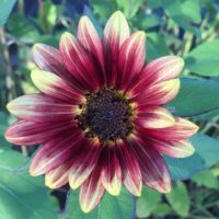 Spring Cleaning One of the sunflowers in my yard . . .
